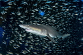 'Center of the Universe' - A sand tiger shark is surrounded by bait fish inside of the wreck of the Aeolus off the coast of North Carolina 