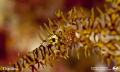 Ghost Pipefish 