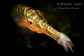 Trumpet Fish in Black, Bonaire Island 