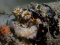 my home is a bottle, small octopus in a bottle 