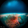 Shots taken of a subject between 3 inches and 1 foot (7.5 to 30cm) in size (e.g. large fish or diver head) that dominates the frame - any background is incidental and occupies LESS THAN 50% of frame. (cutting it close on the 50% part, but its macro) 