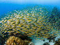 Accompaniment

Big Eye Snapper - Lutjanus lutjanus

Ang Thong, Thailand 