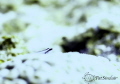 I came across this neon goby sitting out in the bright sunlight and decided to make him look like he might be floating on a cloud, rather than sitting on hard coral. 