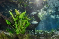 Natural aquarium 