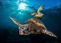 Honu Generations: Young and Old 