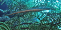 Image of trumpet fish camouflaged in sea fan. Photo taken with Canon G15 and strobe system off Grand Turk. The trumpet fish spent considerable time simply waiting for prey to come within striking distance. 