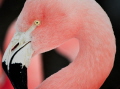 Beautiful flamingo near salt mines in Bonaire 