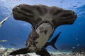 Great hammerhead 