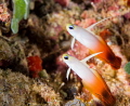 Fire dartfish 