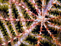 Sea Art  A free swimming crinoid is resting on a sea fan.  We were not able to dive Bloody Bay Wall for the first part of trip to Little Cayman - but still had great dives - Love the textures and colors in this shot. Oly OMD-EM1. 