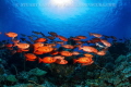 Red Fish 