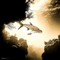 Tarpon in the Sun - we were diving Macabuca or Turtle Reef in Grand Cayman. I waited under the out-cropping to get a pic of the tarpon. Edited color to show how I envisioned he would look as the sun set over West Bay. 