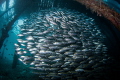 Under the pier, Arborek. 