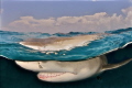 Over Under of a Lemon Shark in the Bahamas, taken from the Dive Platform. Camera gear is Nikon D7100, Tokina 10-17, Sea & Sea Strobes. Manual settings for focus and exposure. 