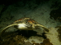 Turtle on night dive 
