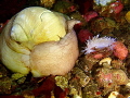 White Lined Dirona and Lewis's Moon Snail in Puget Sound, Washington 