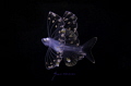 This is one of the few shots in existence of this larval form of a Tripod fish. It is a creature from the deep, originally found at 15,000 feet in the Marianas Trench. Discovered while on a Black water dive over a depth of 600 feet in the Gulf Stream 