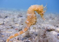 Longnose Seahorse..Blue Heron 
