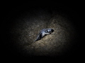 This baby turtle was less than 5 minutes old and was navigating the rocks at dusk to make it to the ocean. 