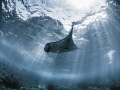 wan·ton

Manta Ray - Manta alfredi

Manta Point, Bali, Indonisia 