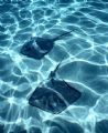 "Sun Rays" This picture was taken at StingRay Sand Bar Grand Cayman picture of two male Southern Sting Rays, Natural light 5ft of water,Camera used Nikonos V 20mm lens 