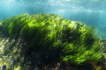 Although I had already graduated, I joined the underwater class for one last dive in the Channel Islands off the coast of California. I spent a bit of time snorkeling the shallow areas & shooting with the natural sun light streaming through the water 