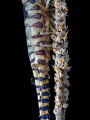 On the Wire

Sawblade Shrimp - Tozeuma armatum

Chalolum, Thailand 