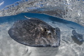 "Sunny Ray"
The clarity and lighting out at the Sandbar is always killer. 