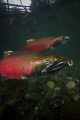 Two male Coho Salmon make their way upstream for one of the last spawns of the season 