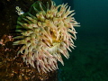 Painted Anemone in Puget Sound 