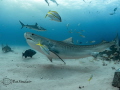 Beautiful Tiger Shark with a rope scar on the base of her tail 
