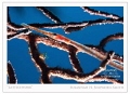 "Latticework"
A juvenile trumpetfish is backlit as it hides in a gorgonian.  I carefully placed my strobes to achieve this effect. 
