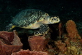 A Hawksbill Turtle swims over Sponges in Cozumel. 