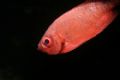 Hawaiian Bigeye shot with 300D, 55mm. A shot in the dark. 