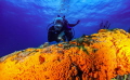 Diver and orange sponge 