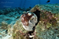 This photo was taken in the South Atlantic, with a sony RX 100 II. Location: Abrolhos Islands. Brazil.More important coral formations of the South Atantico 