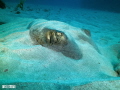 Stingray 