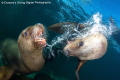 A Sea Lion defends itself against an intruder into its personal space! 