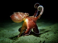 Amphioctopus marginatus 