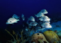 Fish in the background 
