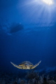 "Loggerhead Youngster"
This is by far the smallest Loggerhead Turtle I have encountered while diving. That being said he still probably had a fin span of around 4 1/2 ft. meaning he wasn't actually that small. 