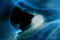 A Big-eye amphipod (Hyperia galba) is living inside a Common jellyfish (Aurelia aurita) 