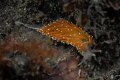 Orange Nudi....Early season of the coast of New England 