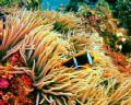 Clown Fish/Anemone....Soma Soma Straits, Fiji...Reefmaster 3.2 megapixels...internal flash 