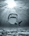 'Girl Power' - A beautiful and powerful female tiger shark at Tiger Beach, Bahamas 