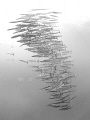 Dissolve ...

Chevron Barracuda - Sphyraena qenie

Sail Rock, Thailand 