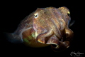 Portret of a young cuttlefish. Oosterschelde, Zeeland, The Netherlands 