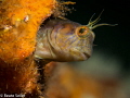 Blenniy at a wreck off shore Panama City Beach 