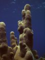 " PILLAR OF REEF LIFE " This photo was taken off Roatan with a DC500 and Digtal Strobe. Pillar Coral always creates a dramatic photo. 