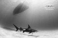"Beauty Under The Boat"

A great hammerhead glides along the sand 30 feet below the surface. 